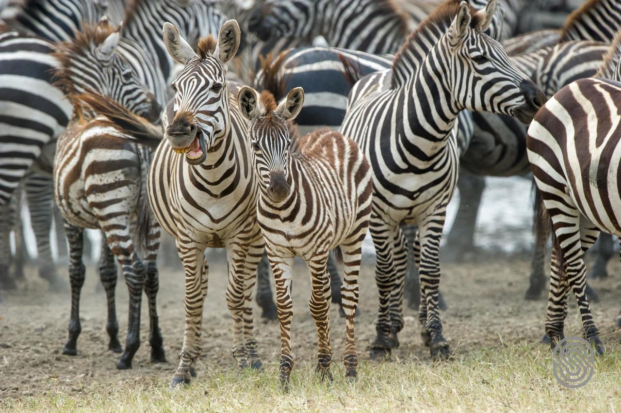 Serengeti Serena Safari Lodge Buitenkant foto